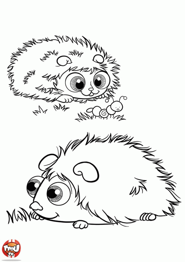 Świnka morska kolorowanki